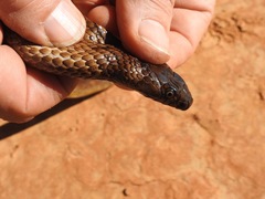 Pseudonaja aspidorhyncha