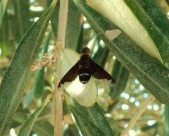 Hemipenthes velutina