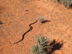 Pseudonaja aspidorhyncha