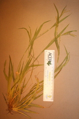 Carex laxiflora