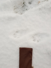 Vulpes vulpes vulpes