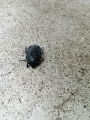 Protaetia opaca