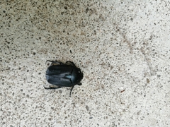 Protaetia opaca