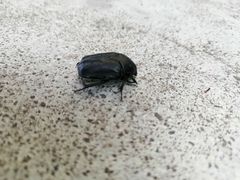 Protaetia opaca