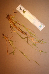 Carex blanda