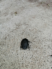 Protaetia opaca