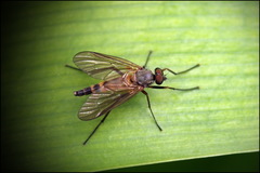 Rhagio annulatus