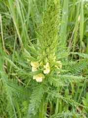 Pedicularis condensata