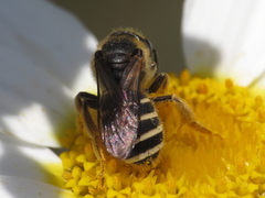 Halictus fulvipes