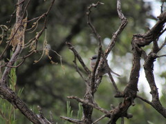 Junco hyemalis mearnsi