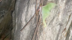 Actias gnoma