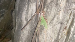 Actias gnoma