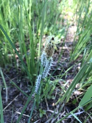 Carex nigra