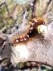 Euproctis chrysorrhoea