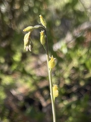 Streptanthus bernardinus