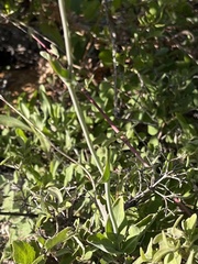 Streptanthus bernardinus