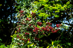 Ochna arborea