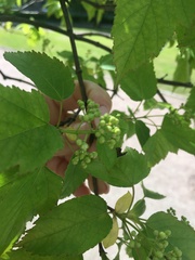 Acer ginnala