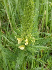 Pedicularis condensata