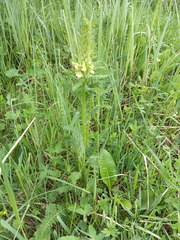 Pedicularis condensata