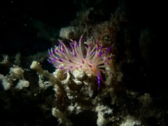 Unidentiidae