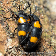 Episcapha quadrimacula