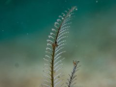 Lomanotus vermiformis