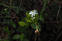 Jasminum elongatum