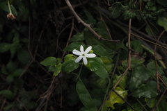 Jasminum elongatum