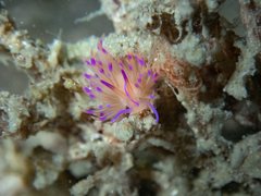 Unidentia