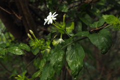 Jasminum elongatum