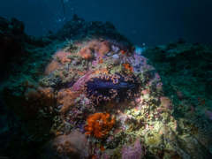 Pseudobiceros splendidus