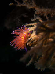 Unidentia aliciae