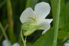Viola stagnina