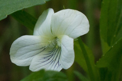 Viola stagnina