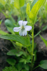 Viola stagnina