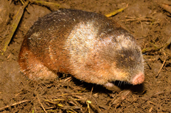 Amblysomus hottentotus