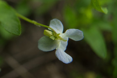 Viola stagnina