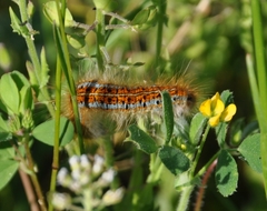 Malacosoma castrense
