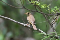 Phylloscopus armandii