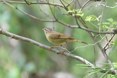 Phylloscopus armandii