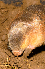 Amblysomus hottentotus