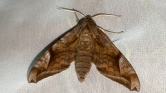 Acosmeryx naga