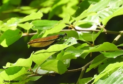 Calopteryx virgo