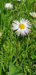 Bellis perennis