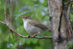 Phylloscopus examinandus