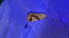 Sphragifera biplagiata