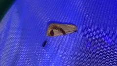 Sphragifera biplagiata