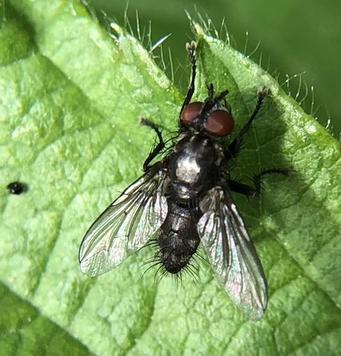 Sarcophaga dissimilis