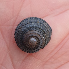 Diloma bicanaliculatum